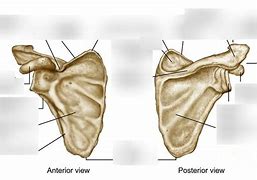 Image result for Bell Ringer Anatomy