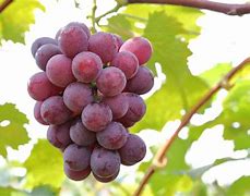 Image result for Japanese Grapes