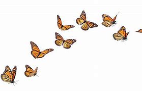 Image result for Butterflies in the Sky