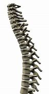 Image result for Spinal Cord Clip Art