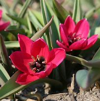 Tulipa violacea Black Base 的图像结果