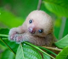 Image result for Baby Sloth Pet