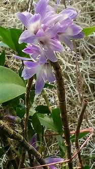 Image result for Dendrobium Victoria Reginae
