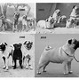 Image result for Dog Aibo Evolution