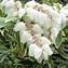 Image result for Pieris jap. Variegata