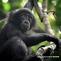 Image result for Mad Bonobo Ape