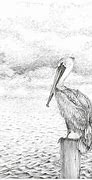 Image result for Pelican Sketch