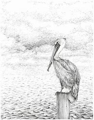 Image result for Pencil Drawing of Pelican