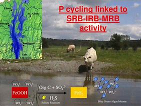 Image result for SRB Activity