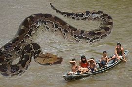 Image result for Biggest Snake in the World IRL