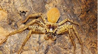 Image result for Australia's Biggest Spider
