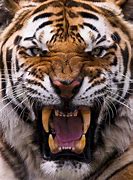 Image result for Angry Tiger Meme