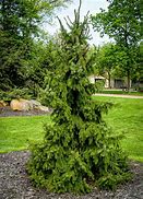 Image result for Colorado Fast Growing Trees