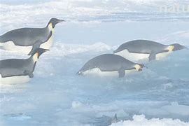 Image result for Emperor Penguin Sliding