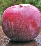 Image result for Ruby Red Apple
