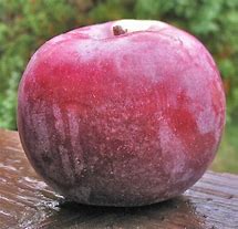 Image result for Ruby Red Apple