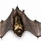 Image result for Bat Coin Png Icon