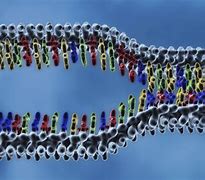 Image result for DNA Replication