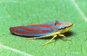 Image result for "redbanded-leafhopper"