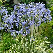 Image result for Agapanthus Silver Moon