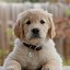 Image result for Aesthetic Puppy Wallpaper
