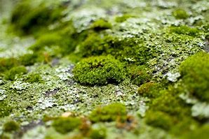 Image result for Can Moss Grow On Rocks