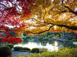Image result for Fall in Tokyo