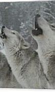 Image result for Pretty Grey Wolf