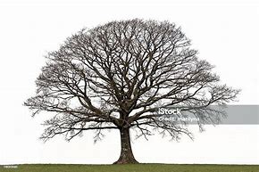 Image result for Winter Tree without Leaves