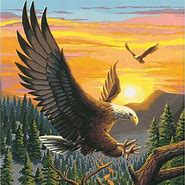 Image result for Bald Eagle Directed Drawing