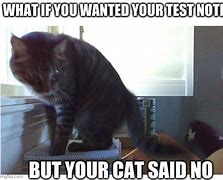 Image result for Funny Cat No