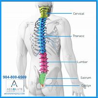 Image result for Lumbar Spine Anatomy Chart