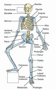 Image result for Skeleton Science