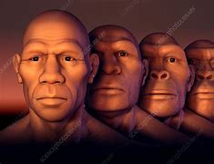 Image result for Human Evolution Illustration