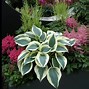 Image result for Hosta Great Escape