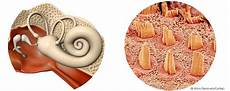 dermatite nell orecchio interno enrico manzi sai cosa c 232 dentro il tuo orecchio dermatite nell orecchio interno enrico manzi sai cosa c 232 dentro il tuo orecchio