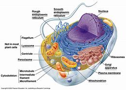 Image result for Components of Cell Center