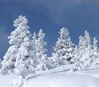 Image result for Winter Tree iPhone Wallpaper