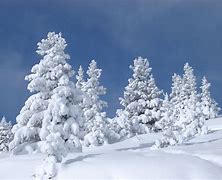 Image result for Tree in the Snow Cartoon Realistic Background White