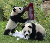 Image result for Twin Panda Cubs