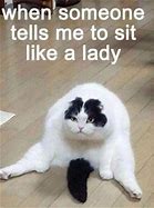 Image result for Cool Funny Cat Memes