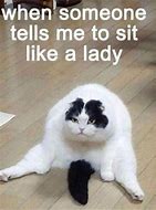 Image result for funniest cats day meme reddit