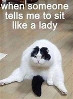Image result for Funny Big Cat Memes