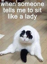 Image result for Random Funny Cat Meme