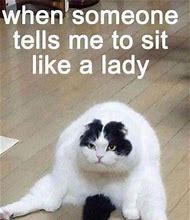 Image result for Funny Cat Jokes