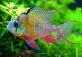 Image result for Bolivian Ram Fish