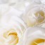 Image result for White Rose Phone Wallpaper