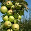 Image result for Small Apple Tree