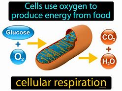 Image result for Cellular Respiration Definition