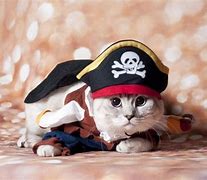 Image result for Pirate Cat Names